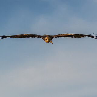 Debre Zeit - Yellow billed Kite